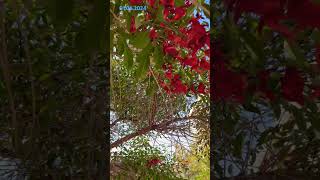 Erythrina crista PAPILIONACEAEЭритрина петушиный гребень behappy 2024shorts nature trevel [upl. by Imoan763]