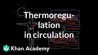 Thermoregulation in the circulatory system  Circulatory system physiology  NCLEXRN  Khan Academy [upl. by Marcile]