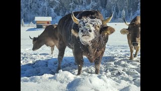 Original Braunvieh Muni Globi spürt auch im Tiefschnee den Frühling [upl. by Caressa]