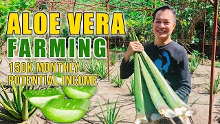 AMAZING ALOE VERA FARMING  PWEDE PALANG KUMITA UP TO 150K SA ISANG BUWAN SA PAGTATANIM NG ALOE VERA [upl. by Strep]