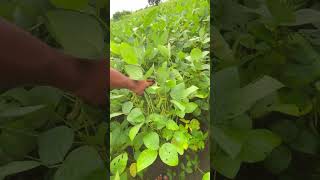 सोयबीन 🌱khati shorts youtubeshorts shortsfeed trending viral farming youtubefamily thanks [upl. by Miko126]