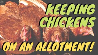 Keeping chickens  Allotments for beginners  backyard chickens  Gardening ideas [upl. by Nolita]