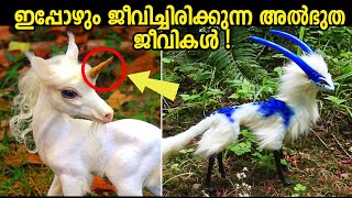 Animals You Wont Believe Exist Malayalam 😲 നിങ്ങൾ ആദ്യമായി കാണാൻ പോകുന്ന ജീവികൾ Storify [upl. by Cherlyn]