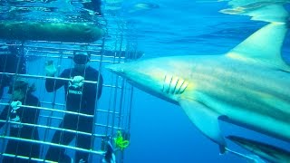 SHARK CAGE DIVING in DURBAN  South Africa Vacation [upl. by Ailel782]