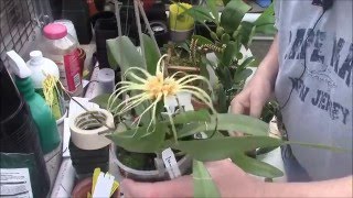 A Bulbophyllum Primer Part 1 [upl. by Bertsche]