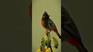 bulbul bird sound  bird sound  jureli sound  shorts video [upl. by Bjorn]