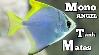 Mono angel fish tank mates  Mono Argentus tank mates  Mono angelfish [upl. by Anirbus]