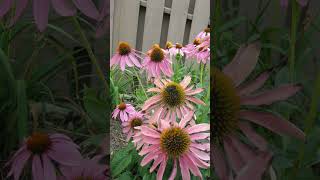 Eastern Purple Coneflower Echinacea purpurea [upl. by Sloan]