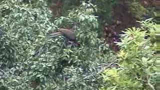 Crested Guan Penelope purpurascens vocalizing feeding [upl. by Edroi]