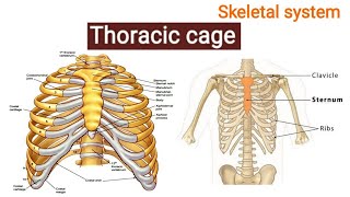 Thoracic Cage Ribs amp Sternum Skeletal System Lecture 7 Explained in HINDI Easy to Understand [upl. by Leacock241]