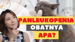 Bagaimana Menangani Kucing yang Sakit PANLEUKOPENIAVIRUS PARVO  How to CURE Cat DISTEMPER [upl. by Lakim]