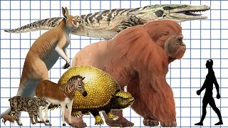 Cenozoic Beast A size comparison [upl. by Mcgray]