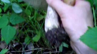 Minnesota aspen bolete mushroom [upl. by Ennazus353]