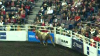 Rodeo Bull Jumps Into Crowd At Rexall Place In Edmonton AlbertaMOV [upl. by Eido]