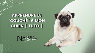 Apprendre le quotCOUCHÉquot à mon chien  TUTO [upl. by Dugaid]