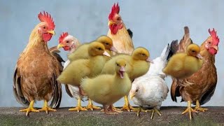 10 Common Chicken Sounds How To Speak Chicken [upl. by Chema]