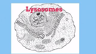 LysosomesCell Organelles [upl. by Maitilde]