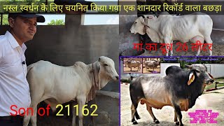 👍21162 नंदी का शानदार बेटा👉 Son of21162 Bull  Pure CCBF Bloodline Selected as✔️ Breeding Bull 👍 [upl. by Skiest]