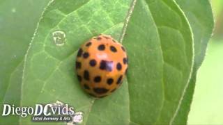 Epilachna borealis Coccinellidae  Coleoptera lady Beetle orange [upl. by Fidelas888]