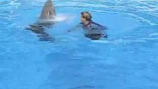 Dolphin Training at SeaWorld [upl. by Shaikh96]