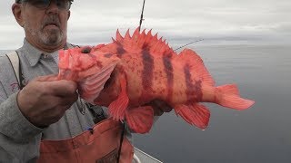 Coos Bay OR Rockfish amp Lingcod Fishing [upl. by Strenta]