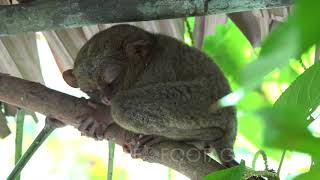 Tarsius turning head and blinking [upl. by Ellett766]