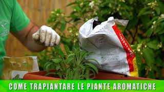 Come trapiantare le erbe aromatiche in vaso [upl. by Orlando]