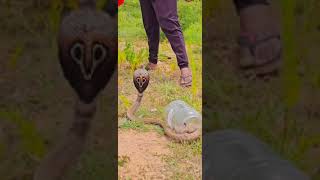 animallovers wildlife sneakers trendingreels wildlife snake reelsinstagram cobra [upl. by Mersey422]