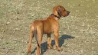 Rhodesian Ridgeback  First two years [upl. by Eiramaneet705]