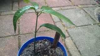 Zelf Mango kweken DIY Grow your own mango [upl. by Sylvia]