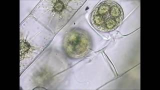 Spirogyra Conjugation [upl. by Helfand160]