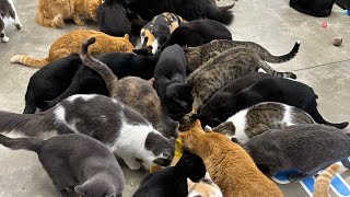 Sounds amp sights of hundreds of cats [upl. by Nishom972]