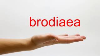 How to Pronounce brodiaea  American English [upl. by Harvey]