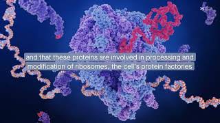 FGF12 forms a ribosome synthesis complex with NOLC1 and TCOF1 in the nucleolus [upl. by Warfourd]