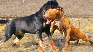 PIT BULL VS GERMAN SHEPHERD fight Must See [upl. by Eidok]