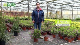 Le POLYGALA un arbuste à la floraison généreuse🌸PLANTATION et ENTRETIEN [upl. by Ynej]