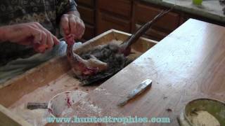 Pheasant Skinning [upl. by Leandro719]