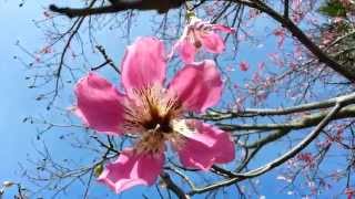 Silk Floss tree  Ceiba speciosa  palo borracho  drunken stick  Chorisia speciosa HD 06 [upl. by Eileek566]