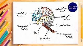 Human Brain Labelled diagram  Parts of brain colourful drawing brain anatomy [upl. by Arotahs162]