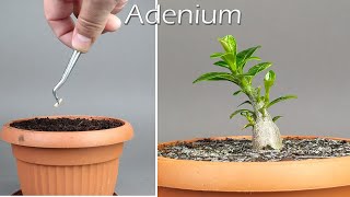 Growing ADENIUM From Seed  Time Lapse in 100 Days greentimelapse gtl timelapse [upl. by Jasmina]