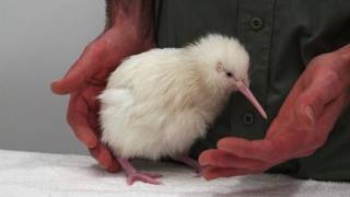 Second rare white kiwi hatches in New Zealand [upl. by Verna]