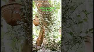 callisia RepensTurtle vineshortsfeedhomegardenplantstrendingshortsvideo [upl. by Sy]