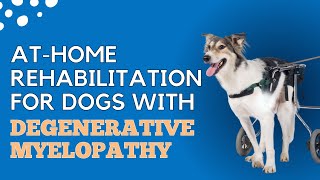 AtHome Rehabilitation for Dogs with Degenerative Myelopathy [upl. by Akenom]