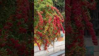 Amazing Scarlet Firethorn Plant  Pyracantha coccinea nature flowers plant [upl. by Noloc]