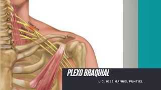 Rehabilitación del Plexo Braquial  Ejercicios para la casa Fisioterapia RD [upl. by Alrahc]