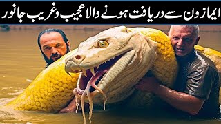 10 Terrifying Creatures Found From Amazon Forest In Urdu Hindi [upl. by Katushka885]