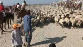 Transhumance en Baie de Somme [upl. by Asirahc]