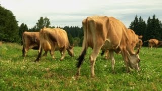 Jersey Cows A Dairy Farmers Commitment to Tradition and Quality [upl. by Lednahc]