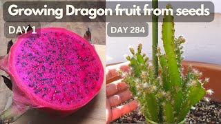 Growing dragon fruit Pitaya from seeds [upl. by Yaras]