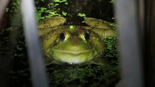 Vocalizing Green Frogs Lithobates clamitans [upl. by Ramses]